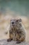 Adorable young Groundhog closeup in soft beautiful light