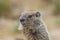 Adorable young Groundhog closeup in soft beautiful light