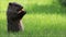 Adorable young Groundhog Marmota Monax in the green grass on a spring morning with eating a carrot,