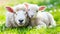 Adorable young lamb affectionately nuzzling its mother in a picturesque green meadow