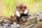 Adorable young marten