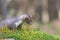 Adorable young marten. Horizontally.