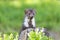 Adorable young marten posing outdoors closeup