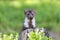 Adorable young marten is standing on a stump