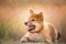 Adorable Young Red Shiba Inu Puppy Dog lying Outdoor In Grass During golden Sunset. Japanese puppy