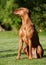 Adorable young Rhodesian Ridgeback female dog