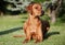 Adorable young Rhodesian Ridgeback female dog