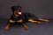 Adorable young rottweiler, studio shot.