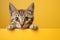 adorable young tabby cat peeking out against a bright yellow background