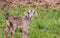 Adorable young tan colored Boer Goat with lop ears in early spring field at dusk