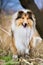Adorable young teenage gold rough collie outside