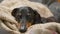 Adorable young tired dachshund dog falls asleep on plaid