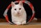 Adorable young tomcat with heterochromia iridum is lying in his cat toy tunnel.