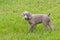 Adorable young Weimaraner puppy walking in grass