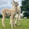 Adorable young white Huacaya alpacas in a green Irish farm