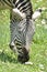 Adorable Zebra Eating Grass for a Snack