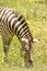 Adorable Zebra On a Safari in Africa