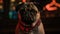 Adorably grumpy bouncer pug dog with large chain necklace keeping watch at nightclub - Generative Ai