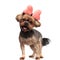 Adorale yorkshire terrier wearing pink bow on white background
