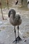 Adorbale Baby flamingo looking to its side