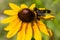  Adorned Bee Fly - Exoprosopa decora