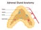 Adrenal gland anatomy. Endocrine triangular-shaped gland located on top