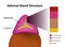 Adrenal gland structure vector illustration