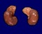 Adrenal glands