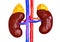 Adrenal glands are responsible for releasing hormones in response to stress such as cortisol and adrenaline. They stimulate the