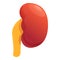 Adrenal kidney icon, cartoon style