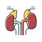 adrenals endocrinology color icon vector illustration