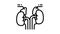 adrenals endocrinology line icon animation