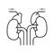adrenals endocrinology line icon vector illustration