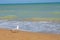 Adriatic Sea coast view. Seashore of Italy, summer sandy beach and seagull.