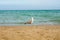 Adriatic Sea coast view. Seashore of Italy, summer sandy beach and seagull.