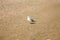 Adriatic Sea coast view. Seashore of Italy, summer sandy beach and seagull.