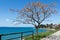 Adriatic sea shore in Zadar with beautiful tree