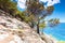 Adriatic Sea and stone cliff mountains with pines in Dalmatia