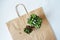 Adromischus and anacampseros sunrise house plants on kraft bag