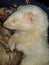 Aduit female albino Jill ferret pet