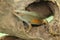 An adulit common sun skink is sunbathing before starting his daily activities.