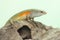 An adulit common sun skink is sunbathing before starting his daily activities.