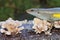 An adulit common sun skink is sunbathing before starting his daily activities.