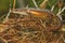 An adulit common sun skink is sunbathing before starting his daily activities.