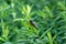 Adult 17-year cicada Magicicada sp. rests on a stand of hairy mountain mint after emergence from nymphal case