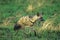 ADULT AARDWOLF proteles cristatus WALKING ON GRASS IN KENYA