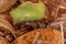 Adult Acromyrmex Leaf-cutter Ant