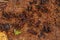 Adult Acromyrmex Leaf-cutter Ant