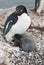 Adult Adelie penguin and chicks in the nest.
