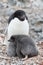 Adult Adelie penguin and chicks sitting in nest
